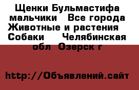 Щенки Бульмастифа мальчики - Все города Животные и растения » Собаки   . Челябинская обл.,Озерск г.